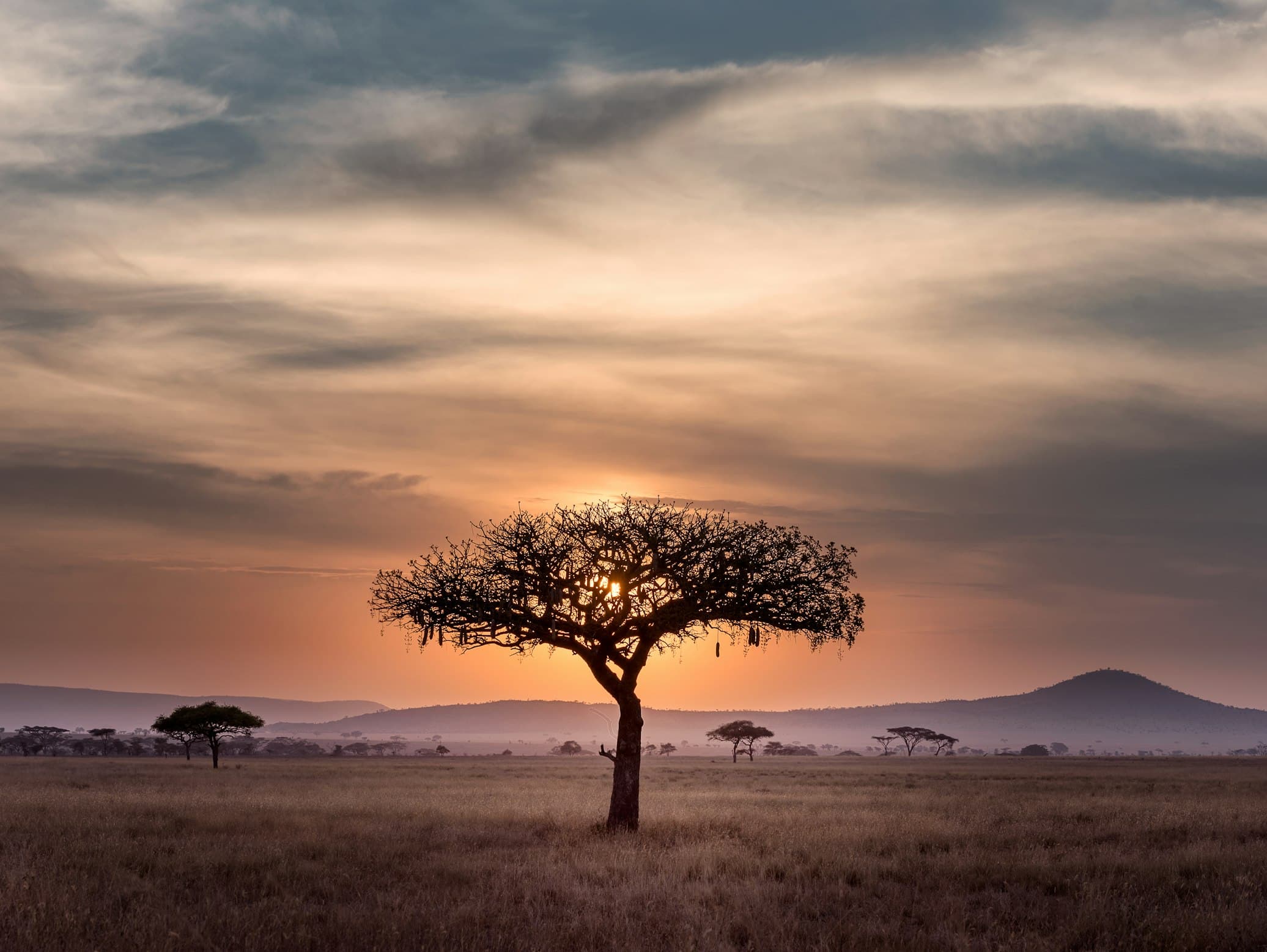African Plains