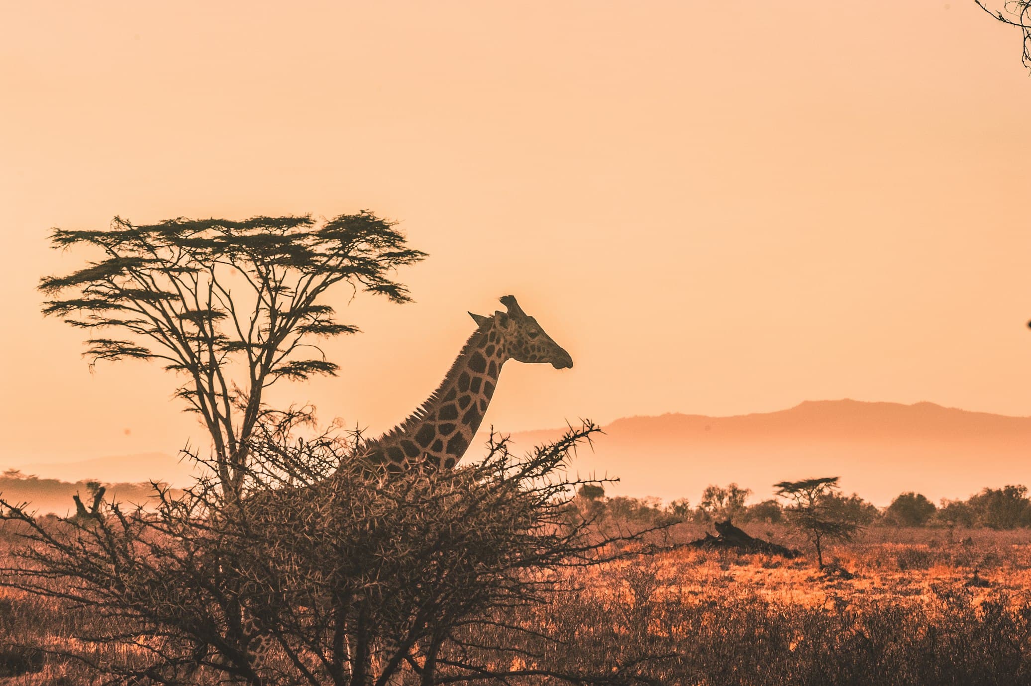 Masai Mara Sunset