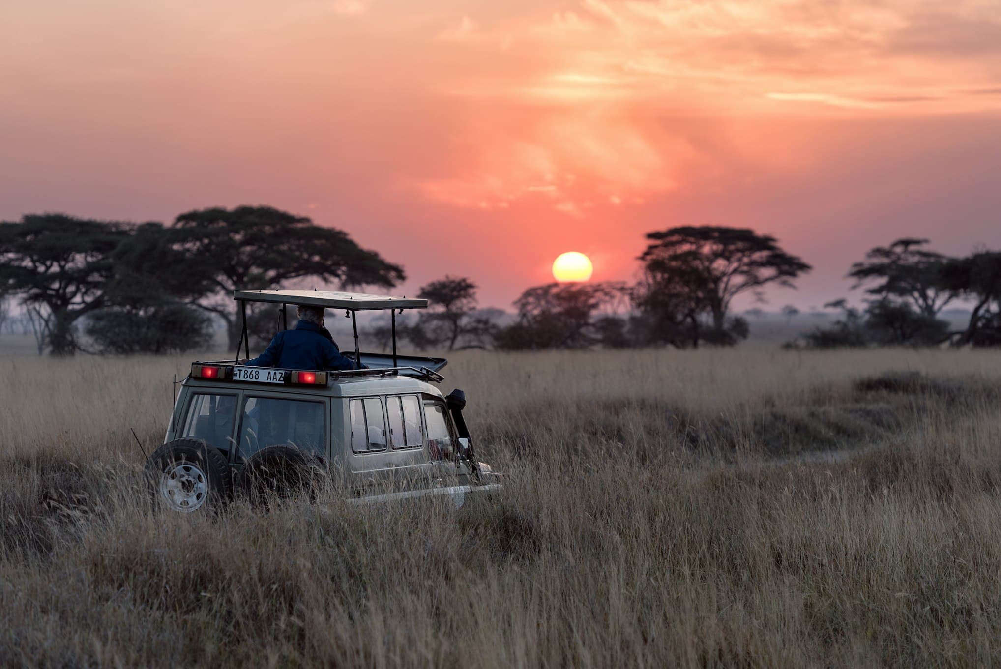 Elephants at Amboseli
