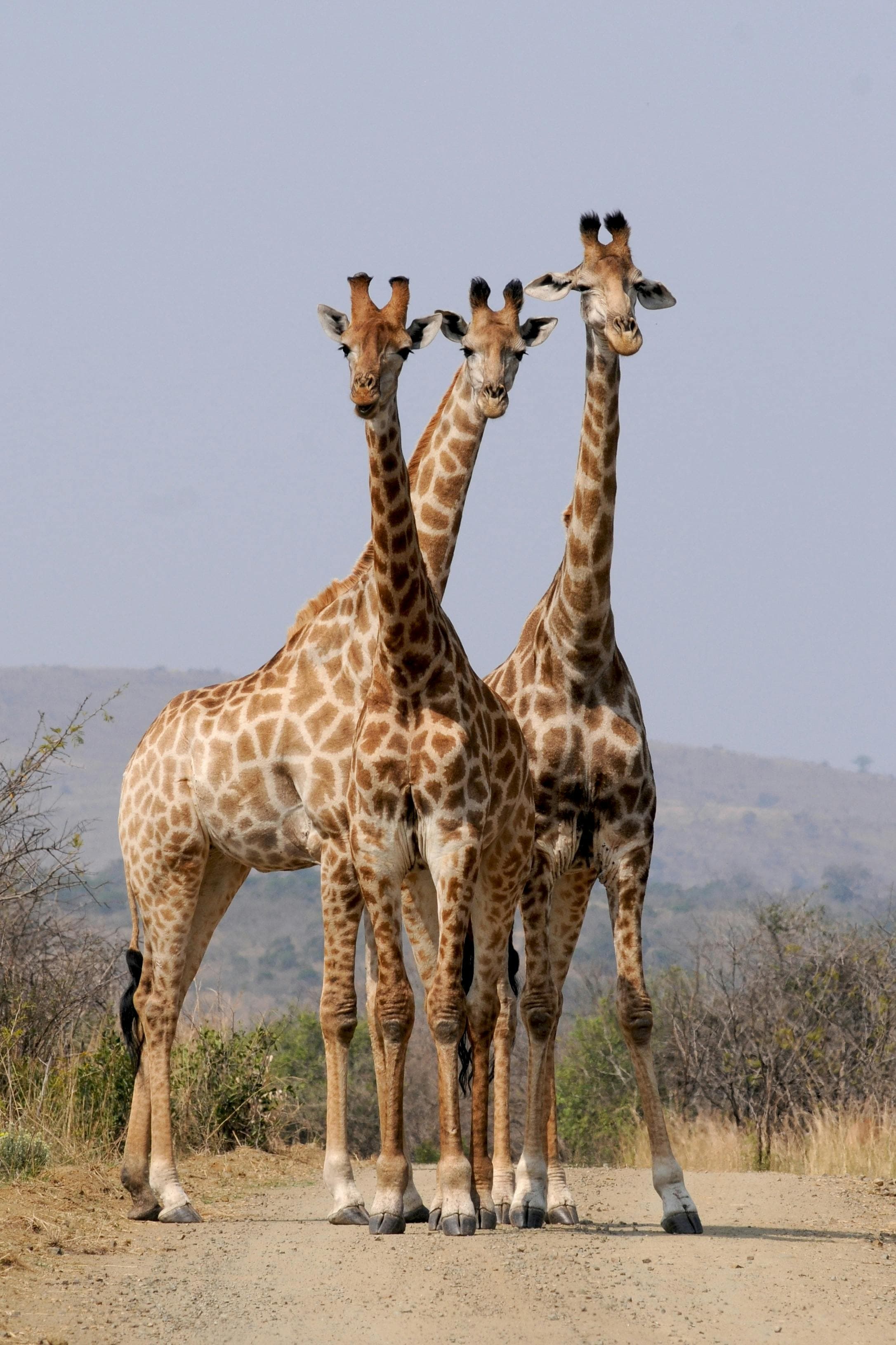 Wildlife Safaris